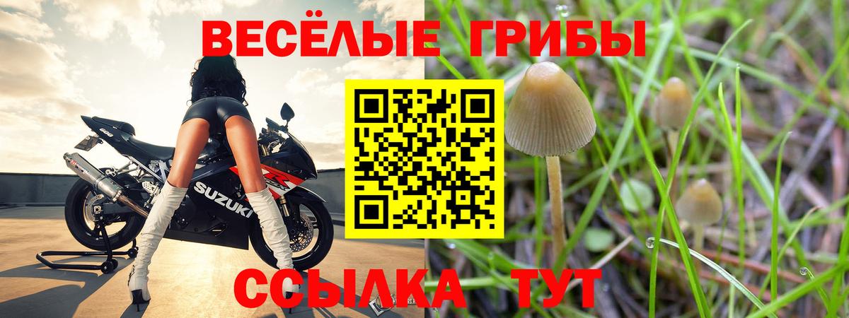 Псилоцибиновые грибы Psilocybine cubensis  Вход с VPN  Свободный  Галлюциногенные грибы мухоморы 